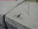 Red Dragon Fly