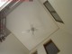Ceiling