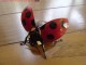 Flying Ladybug