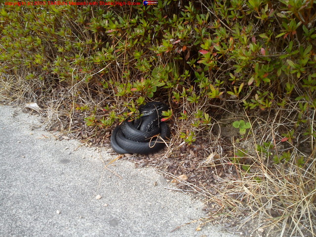 ���ο������ߤǤ������ޤäƤ���֥إӡ�ȯ��!