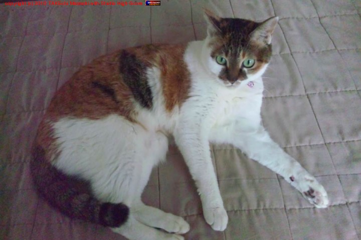 �ߤߤ���󡣥��������ܤ��蘆�ʤ��ġ�