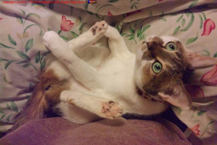 �ߤߤ���󡣥����Ĥ����ä���