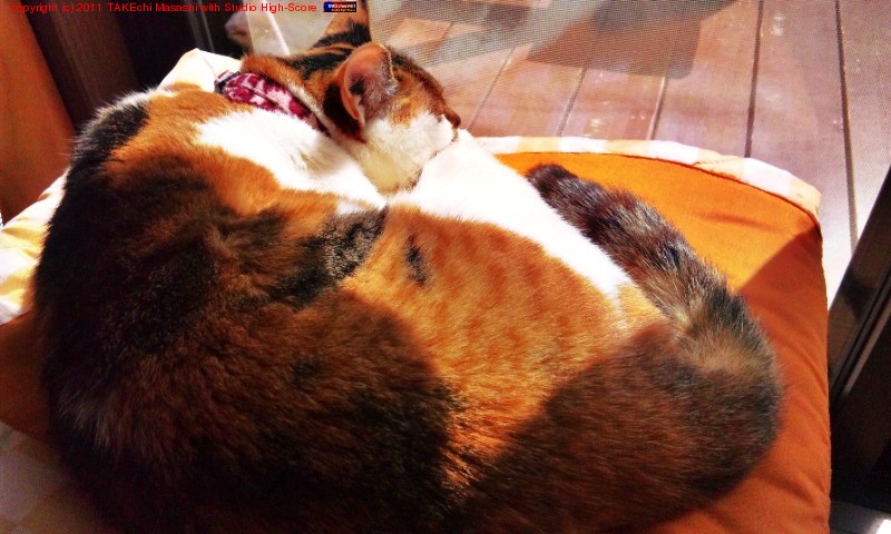 �ߤߤ���󡣤Ҥʤ��ܤä���