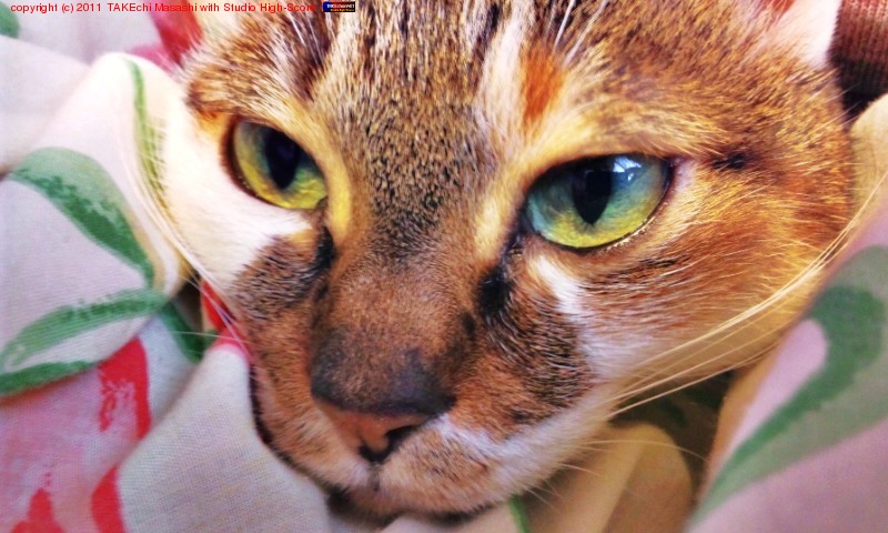 �ߤߤ���󡣥����Ĥ��椫�������Ф���©�Ѥ���