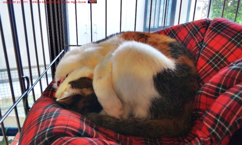 �ߤߤ���󥱡�����������