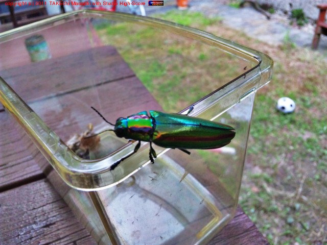 ���ޥॷ��������褿�����Ф���͡��ѻ���