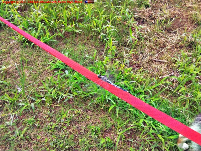 ̼�ȸ��λ��⡣�ȥ�ܤ��꡼�ɤˤȤޤ롣