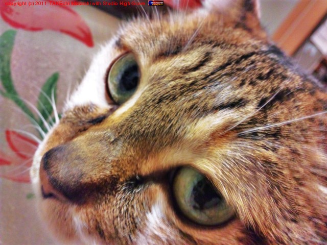 �ߤߤ������ũ�򽵤����Ǹ����ˤ��Ƥޤ���