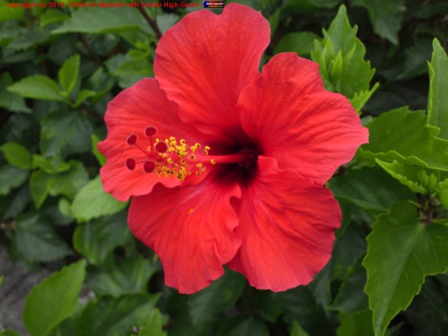 �ϥ��ӥ�����