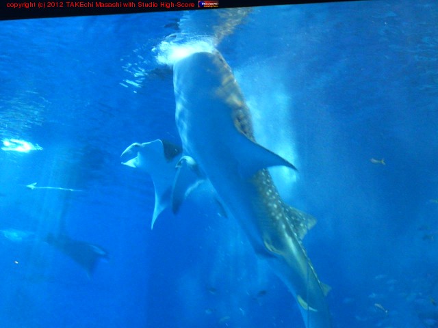 ����٤���������������! ��������!