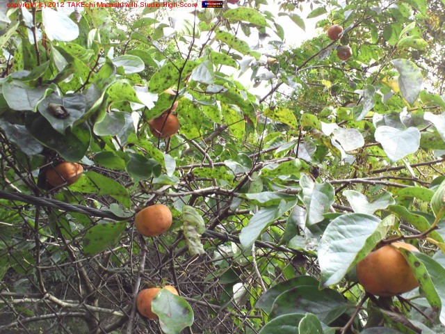 ΢���γ��˥ҥ��������ޤäƤ��Ƥ��롣�������Ȥ���������ǹԤä���