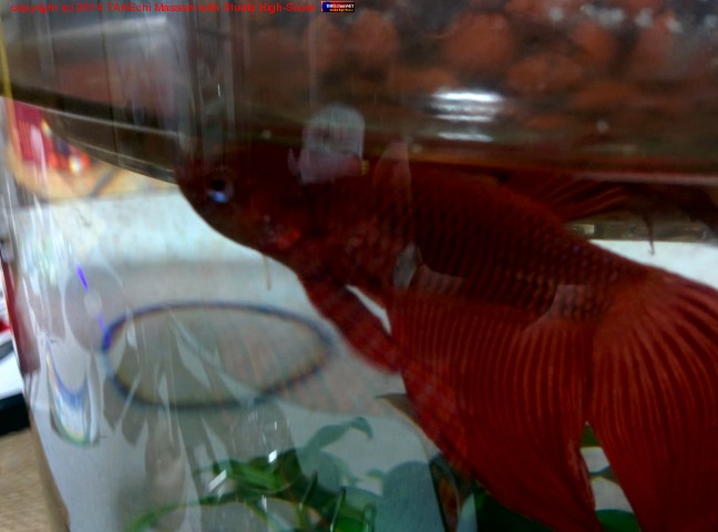 ����ˤ���Фä��������󡣤٤��Ȥ⸵����α���֤Ǥ��Ƥޤ�����