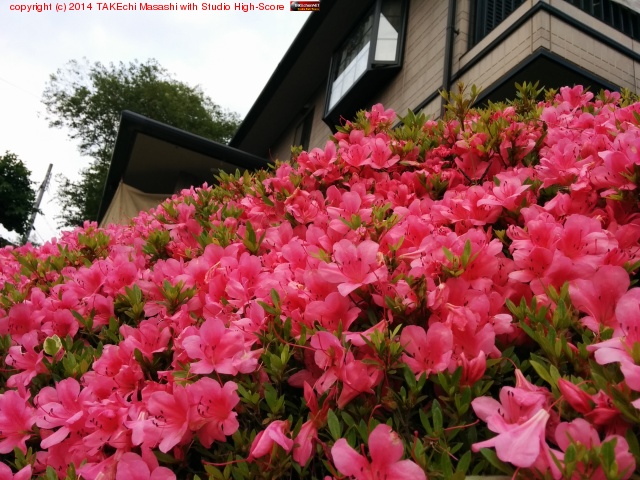 ���ĥ�����ǯ�Ϥ��줤�˺餤�Ƥ�����