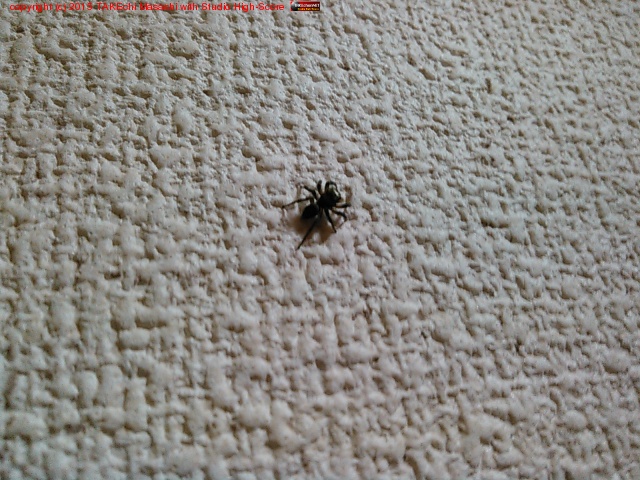 �ɤ�����Ȥ�ʤ��Ƕ��Ʊ��͡��ϥ��ȥꥰ�����Ϻ�Ǥ���