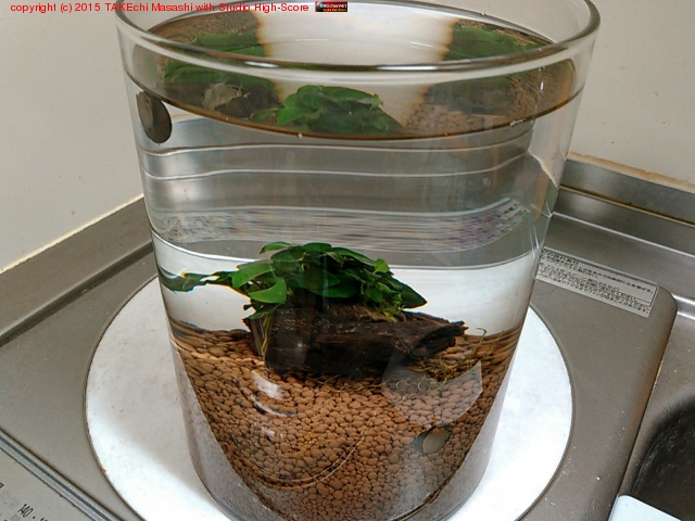 ή���դ��ʥʡ����˥���3ɤ����! ���־���? �ҤȤޤ� IH������ξ塣#���椹�뵤�ʤ�