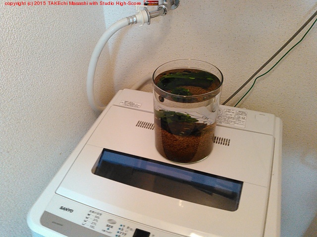 �������˥�����ξ�ϼ���(& ����ʪ���������ӻ��꤬����)�ʤΤǰ�ư���������ξ塣 #�������뵤�ʤ�