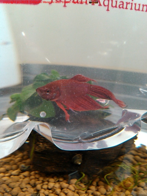 �٥�����󡣿��碌�档