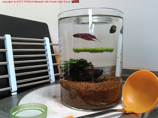 �ӥ�ͤ������Ƥ����٥��������碌�档