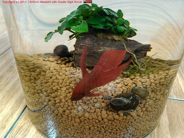 �����ܥȥ룲�����������٥������24���ַвᡣ�����������󥬥���轻�Υ��˥��򽳻��餷�ʤ���ˤ��Ǥ롣�٥��äƤ�������͡�