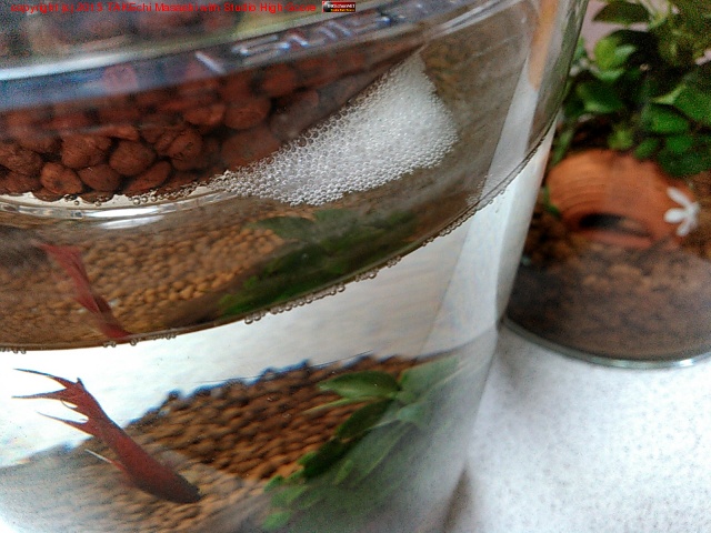 �ܥȥ룲�Υ٥��ȡ���®���濫����äƤ���Τ��ǧ��������Ǥ��줿�������襫�å���