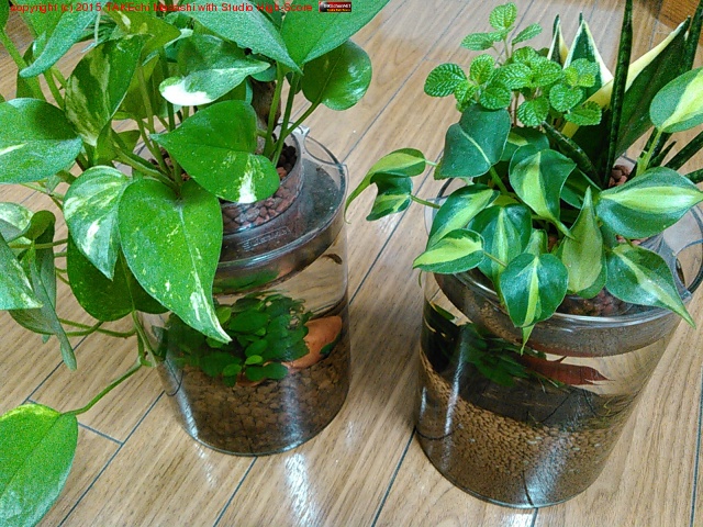 �ܥȥ룱( �����ҥ�+�ִ���) �ܥȥ룲(�֥٥�+���˥�) ��������Ф��ᥤ��?