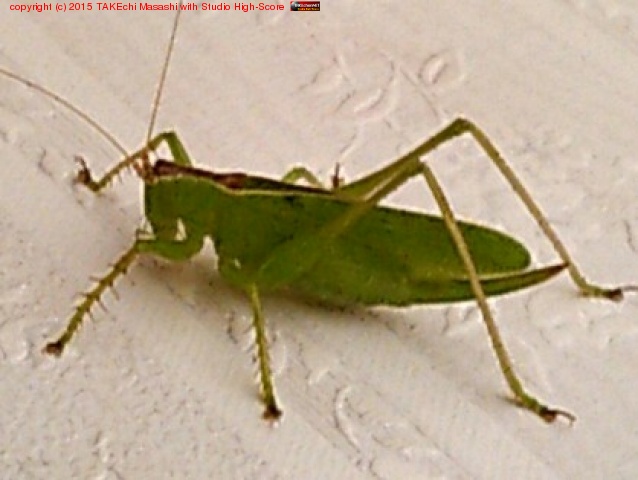 �Хå�����ž���Ƴ��硣