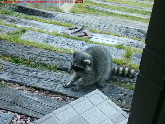 �椬�Ȥθ��ؤ˥��饤���ޤ����פ��ƥ��饤�����������ä��餷���� #ñ����Ǥ #���饤����