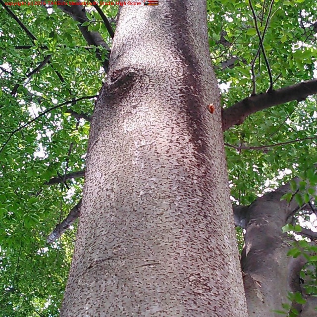 ����ˤơ����ߤ�ȴ���̡�