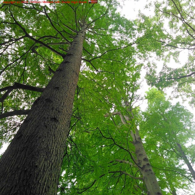 �᥿������ #����