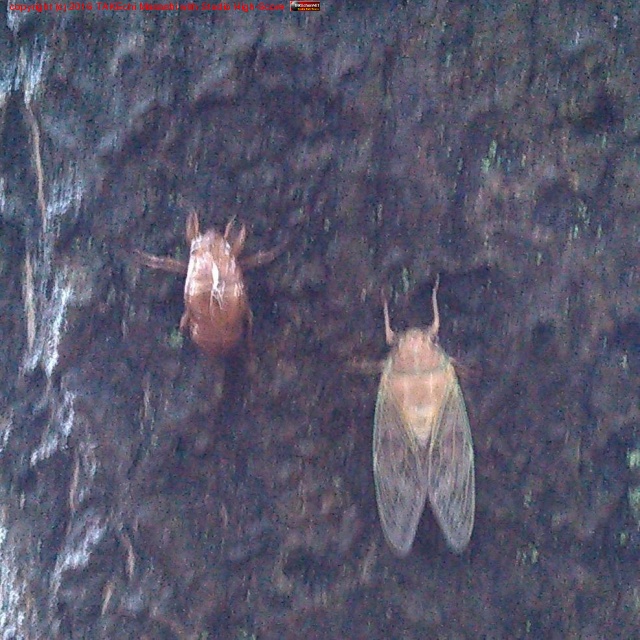 ����ˤ�#����