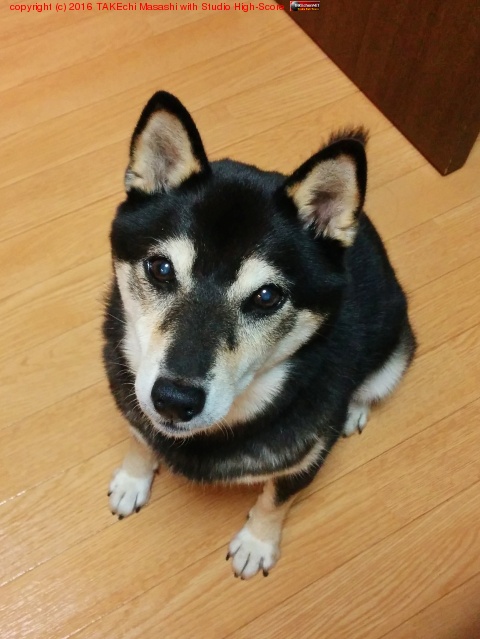 �����Ρ֤��ΥĥޥߤΥ�����í�櫓�Ƥ���!�׸�