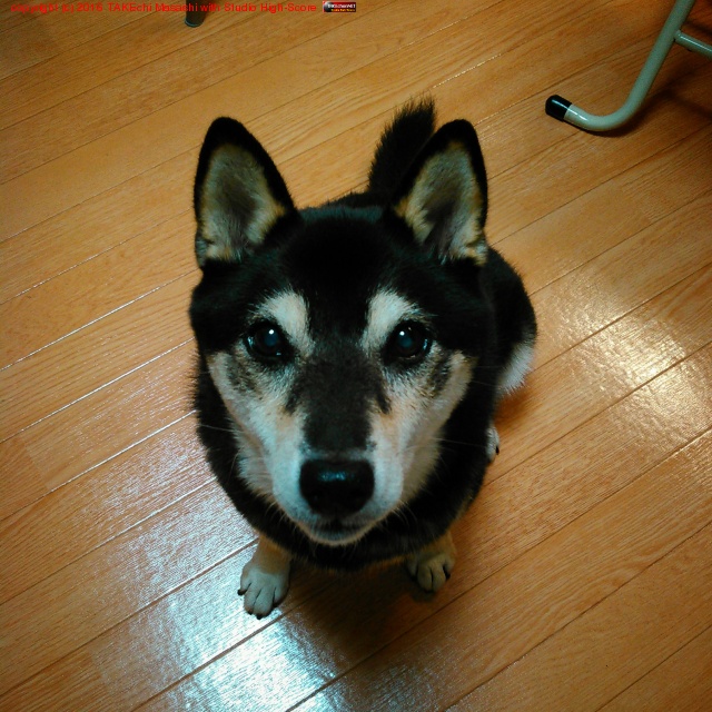 �����Ρ֤��Υĥޥߤκ��Τ櫓�Ƥ���!�׸�