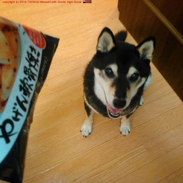 �����Ρ֤��Υĥޥߤ�����櫓�Ƥ���!�׸�