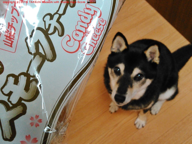 �����Ρ֤��ΥĥޥߤΥ��⡼���������櫓�Ƥ���!�׸� //�ܤ��ܤ������դ��������ʤ�?