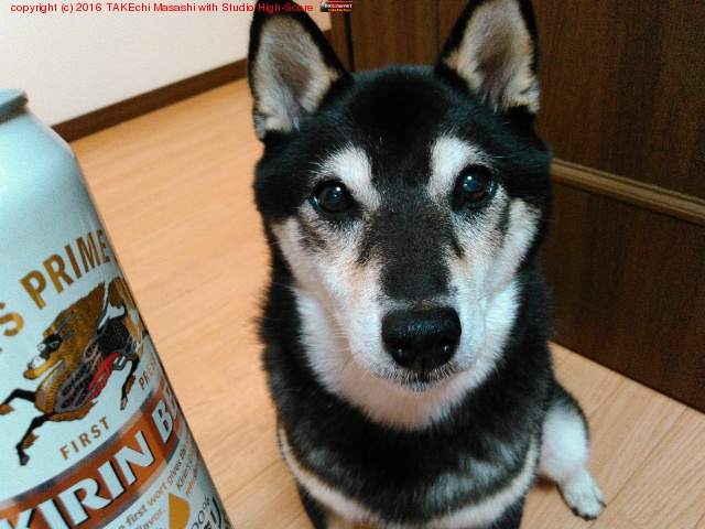 �����Ρ֤��������ΥĥޥߤϤʤ�Ǥ���?�׸�