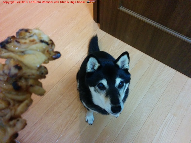 �����Ρ֤��ξƤ�Ļ(����)�櫓�Ƥ���!�׸� //��äѤ�����Ϲ�蘆�ʤ� :)