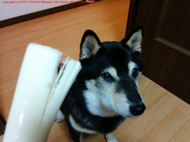 ��������ũ������Ǥ���ä�Ĵ�Ҥ������������櫓�Ƥ��츤 (��äѤ��ܤϹ�蘆�ʤ�) #Ϸ��