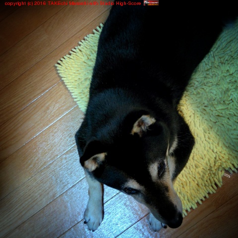 ­�����Ե����Ƥ��밦���ϥ�������