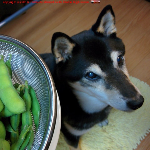 �����ϻ�Ʀ!! 觤Ǥ���Ǯ��!! #�������ռ�