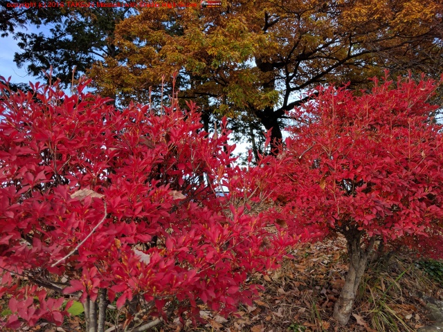 ���ռ���