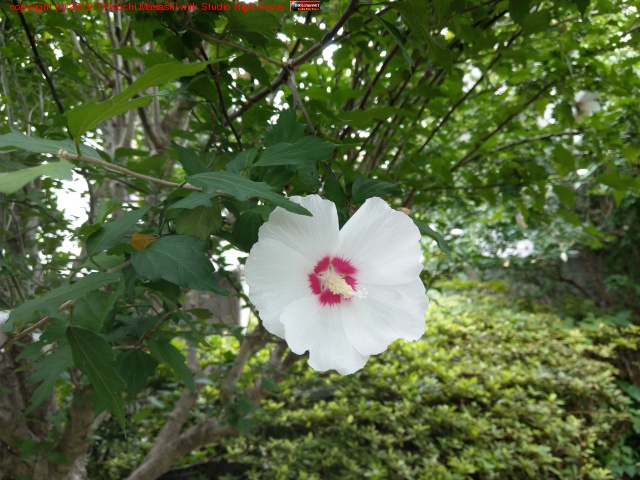 ������ƥƥ���