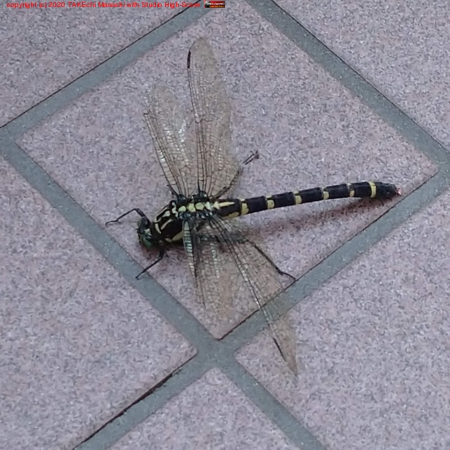 ���ؽФ��Ȥ����˥��˥��ޤ����ä���