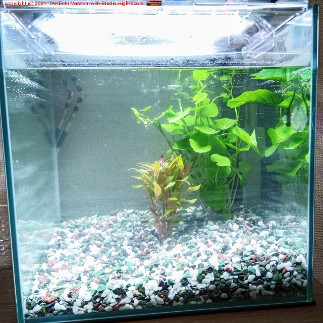 ����ô���ϡȽ����ءɤȤ������Ǻʤ�̼���������äƤ��롣�ޤ��ϣ���(����?)����������ή�ڤ��Ĥ����������ۤ���! �ȶ�������ɤ��֥٥���ޤ������ˤ˷��ꡣ