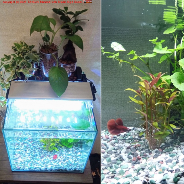 �٥������(�֥ϡ��եࡼ��)���ޤ�! ���˥�����ޥ�ȥ����ӡ����ɲä��ƤҤȤޤ��Ķ����۴���! �٥��������ͻҤ򸫤ʤ����������ߤȤ������Ȥ��ܤ��ܤ��ͤ��Ƥ�����