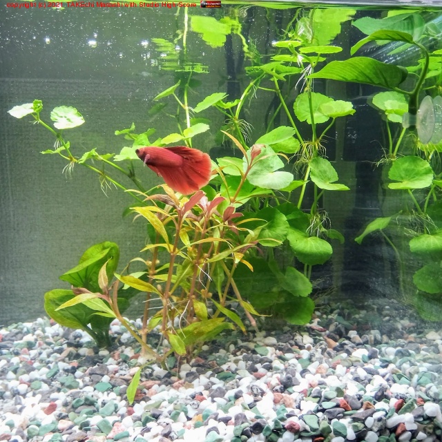 �����⤦�ҤȤ��ɲá�������ö����Ǥ褷! �Ȥ��롣 #�٥������