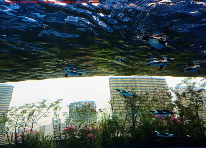 ��ŷ�ζ������֥ڥ󥮥��Ķ��λ��˺�ˬ��������