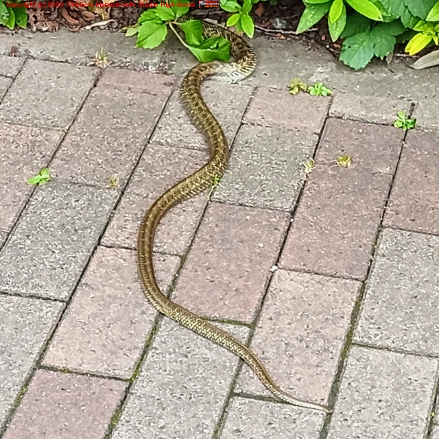 �ؤӡ�!! ����������鮤����ƨ���ƹԤä�!!