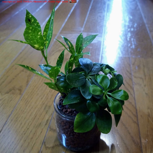 100�Ѥ���äƤ������տ�ʪ��ϥ��ɥ��󿢤�