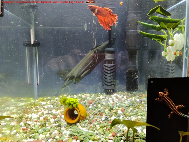 �٥���������ο崹���ݽ�����ǯ�Υ����������ɻ�ˤ��Ƥߤ롣