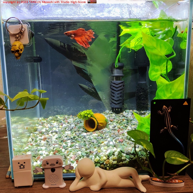 �٥���������ο崹�������������줤�ˤʤä����ɥե�ꥻ�åȤ�������